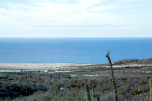 Fotografía Grupo Idea Consulting | Paisajes Baja California Sur